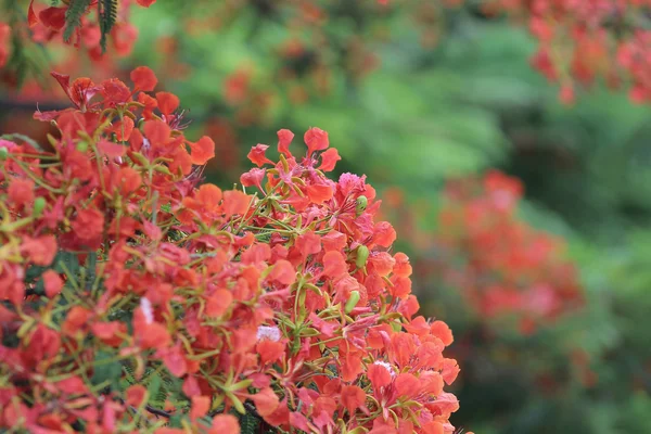 Flamme Baum Blume königliche poinciana — Stockfoto