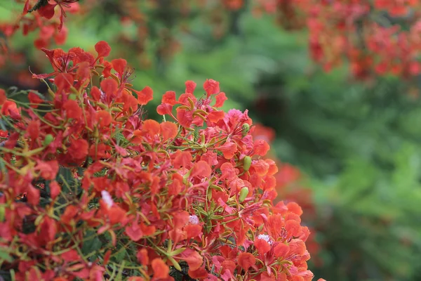 Полум'я дерево квітка Royal Poinciana — стокове фото