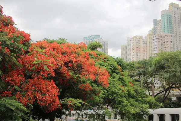 Vlam Tree Flower Royal Poinciana — Stockfoto