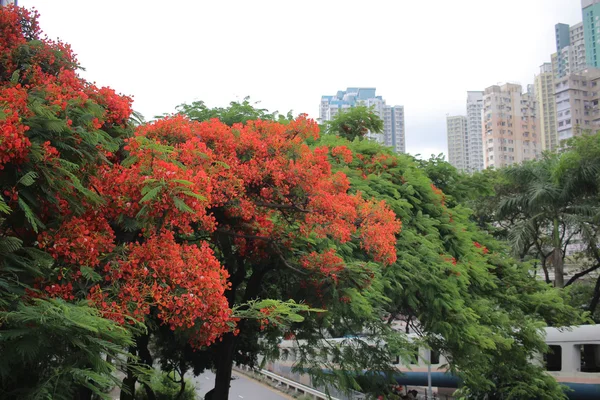 Flame Tree Flower Royal Poinciana