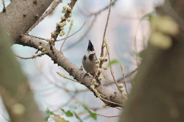 Bird on tree — Stock Photo, Image