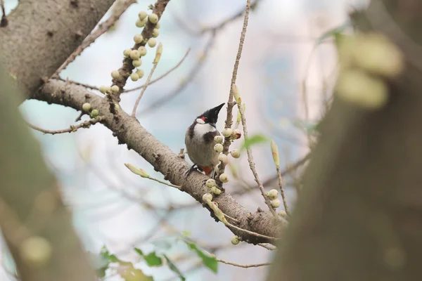 Bird on tree — Stock Photo, Image