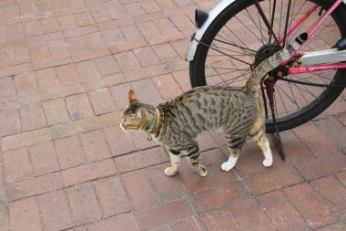 Sokakta çalışan kedi