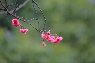 Cheung chau, kiraz çiçeği