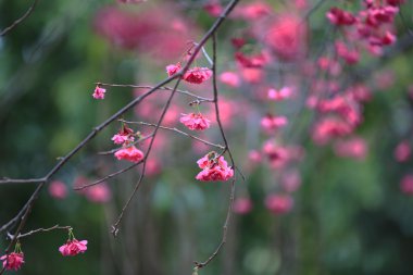 Cheung chau, kiraz çiçeği