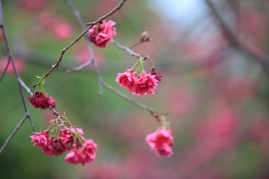 Cheung chau, kiraz çiçeği
