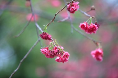 Cheung chau, kiraz çiçeği