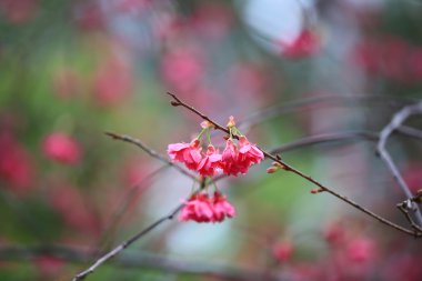 Cheung chau, kiraz çiçeği
