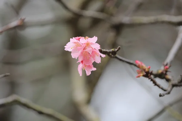 Fleur de cerisier au cheung chau — Photo