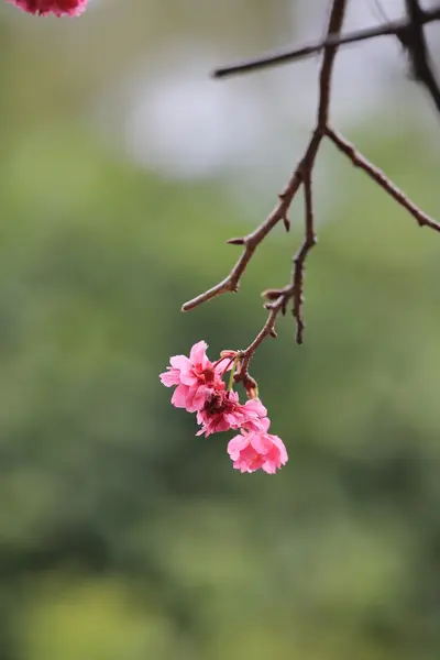 Wiśniowej w cheung chau — Zdjęcie stockowe