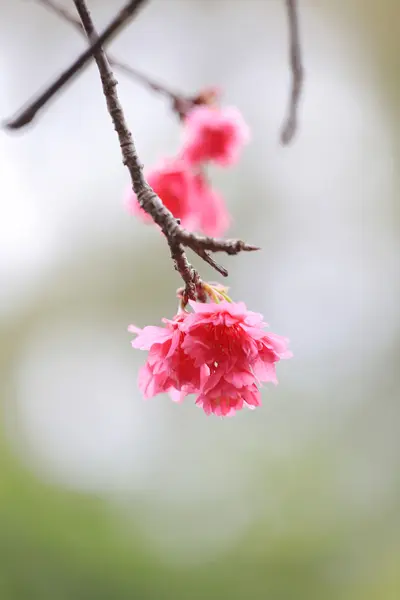 Cherry Blossom em Cheung Chau — Fotografia de Stock