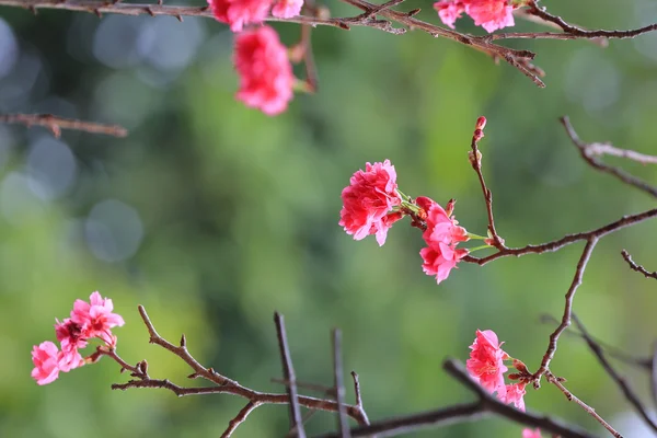 Ανθισμένες κερασιές σε cheung chau — Φωτογραφία Αρχείου