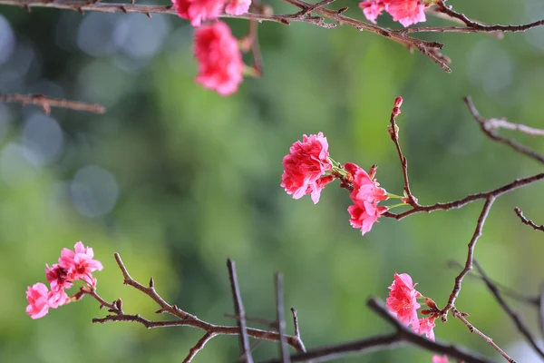 Cherry Blossom em Cheung Chau — Fotografia de Stock