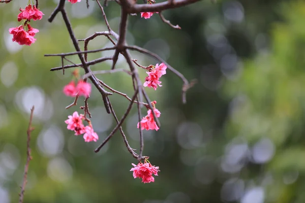 Cherry Blossom em Cheung Chau — Fotografia de Stock