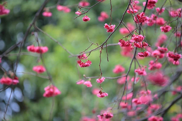 Cherry Blossom på cheung chau — Stockfoto