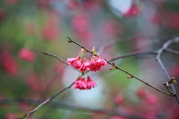 Fleur de cerisier au cheung chau — Photo