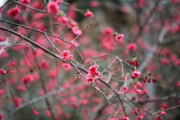 Cherry Blossom em Cheung Chau — Fotografia de Stock
