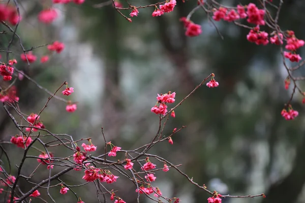 Fleur de cerisier au cheung chau — Photo