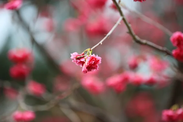 Cherry Blossom at cheung chau — Stock Photo, Image