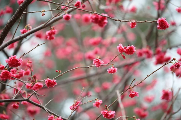 Cherry Blossom at cheung chau — Stock Photo, Image