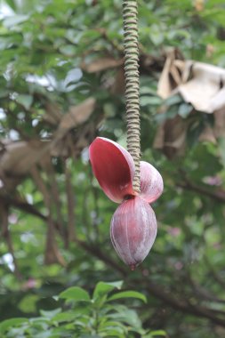 Çiçek ve Genç çift muz muz