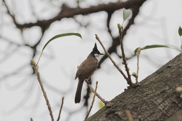 Ptaszek na drzewie — Zdjęcie stockowe