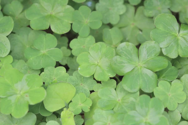 Verde piante fresche primo piano per lo sfondo — Foto Stock