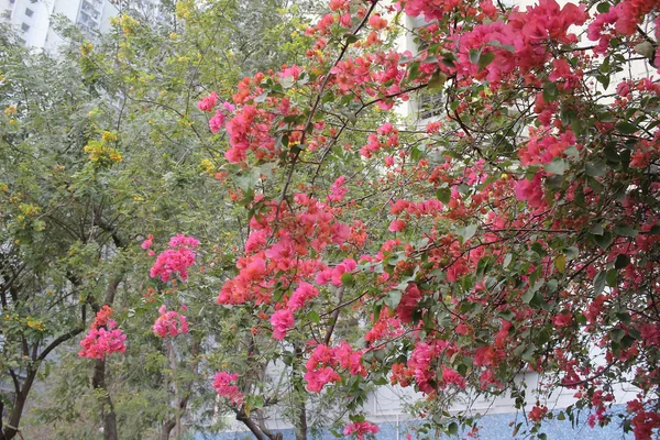 Overvloed van bloeiende veldbloemen — Stockfoto