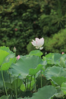 Seçici odak pembe-beyaz lotus çiçeği havuzu,