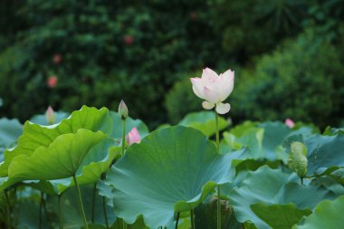 Seçici odak pembe-beyaz lotus çiçeği havuzu,