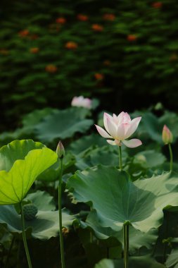Yaz aylarında güzel çiçek açması lotus