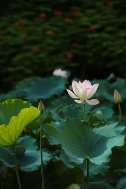 yaz, güzel lotus çiçeği