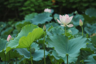 Seçici odak pembe-beyaz lotus çiçeği havuzu,