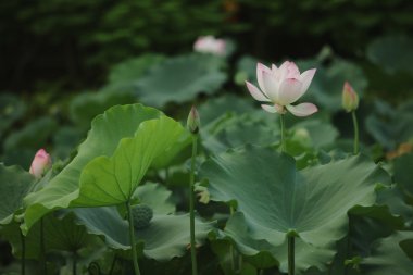 Yaz aylarında güzel çiçek açması lotus