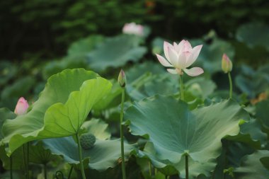 Seçici odak pembe-beyaz lotus çiçeği havuzu,