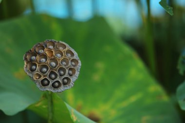 Kuru lotus, lotus çiçeği