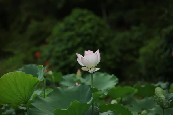 Blommande lotus i gröna blad bakgrunden — Stockfoto