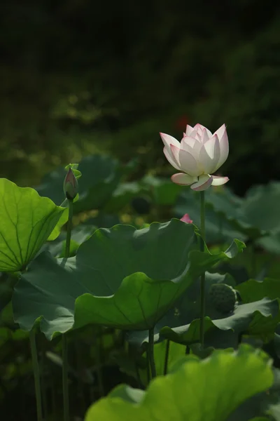 Vackra blommande lotus i sommar — Stockfoto