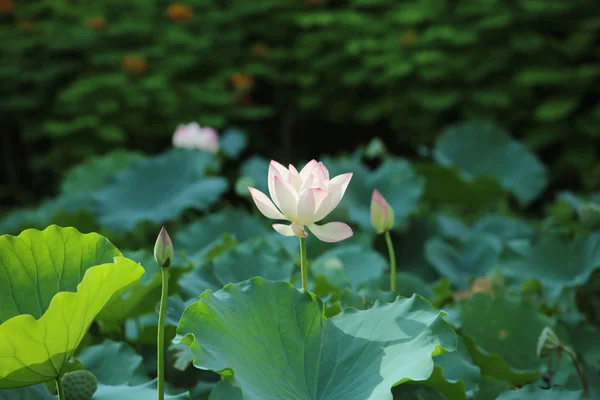 Floración de loto en el fondo de las hojas verdes — Foto de Stock