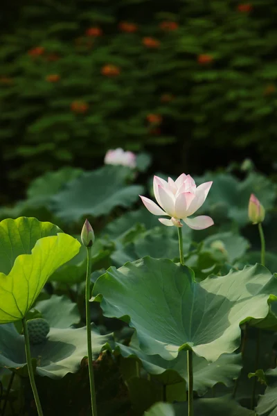 Der Lotus auf dem See — Stockfoto