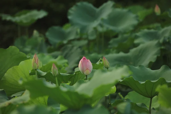 Schön blühender Lotus im Sommer 2016 — Stockfoto
