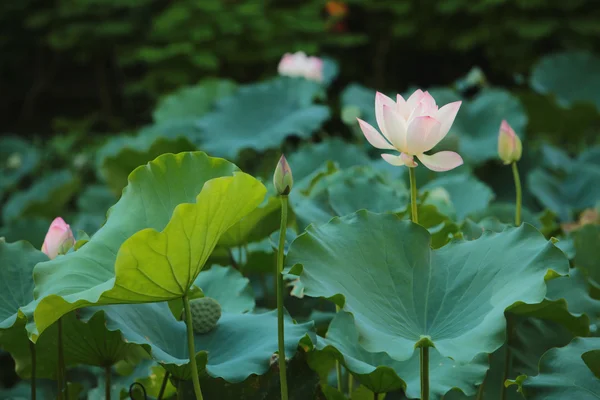 Der Lotus auf dem See — Stockfoto