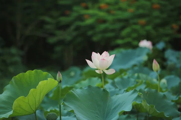 Selektywny fokus różowo biały kwiat lotosu w basenie, — Zdjęcie stockowe