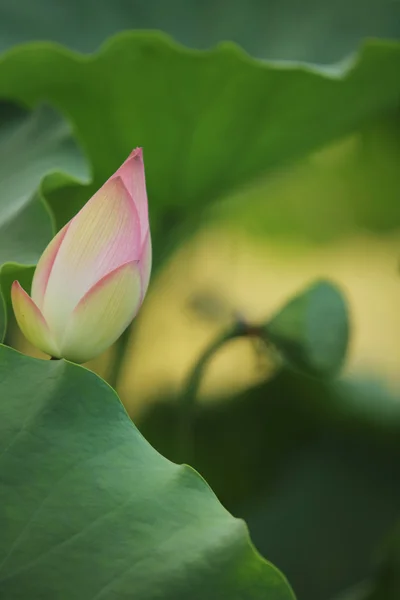 El capullo rosado de flor de loto en el estanque — Foto de Stock
