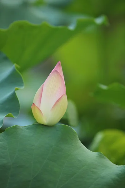 Hermoso loto en flor en el verano de 2016 — Foto de Stock