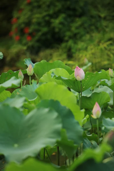 O botão de flor de lótus rosa na lagoa — Fotografia de Stock