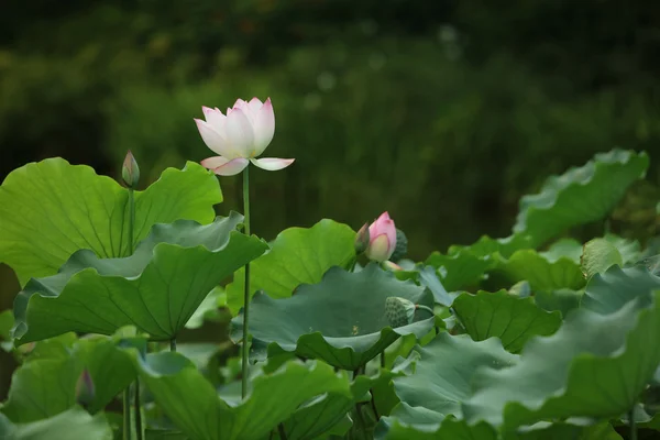 Der Lotus auf dem See — Stockfoto