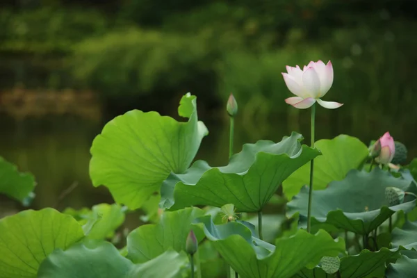 Blühender Lotus im Hintergrund der grünen Blätter — Stockfoto