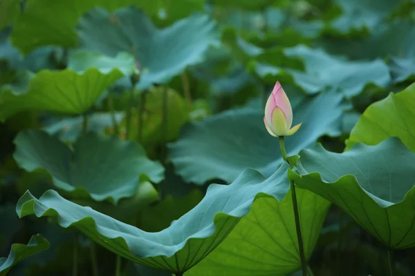 Schön blühender Lotus im Sommer 2016 — Stockfoto