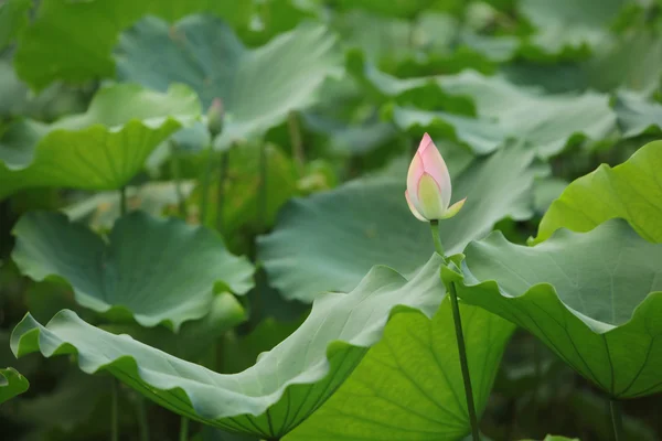 Brote de flor de loto rosa en estanque — Foto de Stock